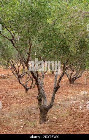 jeunes oliviers poussant dans une oliveraie sur des terres agricoles sur l'île grecque de zante ou zakynthos en grèce Banque D'Images