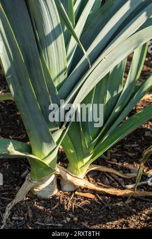 Motifs naturels de gros plan de poireau «Blauwgroene Winter Bandit», Allium porrum «Blauwgroene Winter Bandit, sous le soleil de fin d'été Banque D'Images