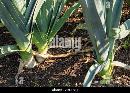 Motifs naturels de gros plan de poireau «Blauwgroene Winter Bandit», Allium porrum «Blauwgroene Winter Bandit, sous le soleil de fin d'été Banque D'Images