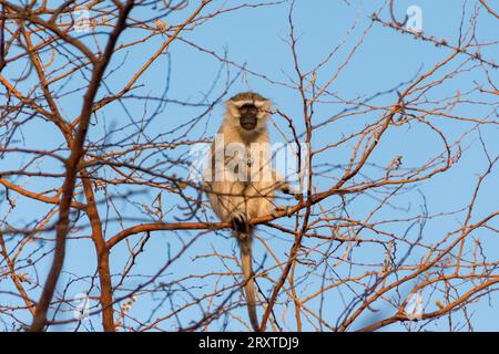 Macaque dans le parc national de Zakouma, Tchad, Afrique centrale Banque D'Images