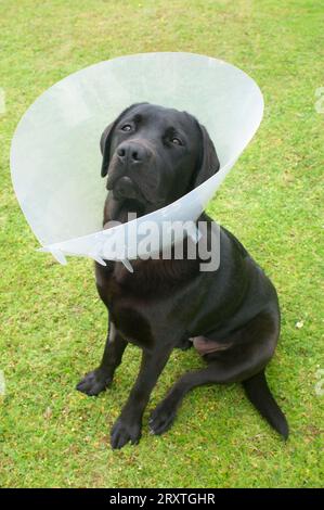 Pedigree noir labrador retriever portant un collier élisabéthain après avoir été spayed - John Gollop Banque D'Images