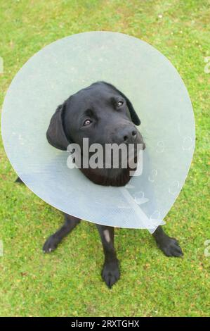 Pedigree noir labrador retriever portant un collier élisabéthain après avoir été spayed - John Gollop Banque D'Images