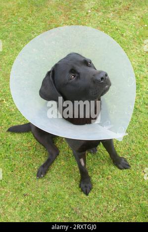 Pedigree noir labrador retriever portant un collier élisabéthain après avoir été spayed - John Gollop Banque D'Images