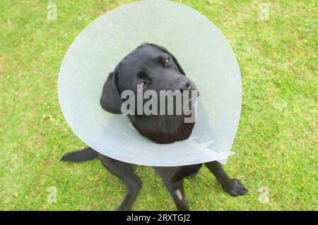 Pedigree noir labrador retriever portant un collier élisabéthain après avoir été spayed - John Gollop Banque D'Images