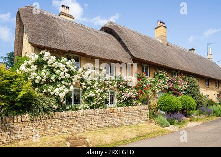 Roses en juin poussant sur un chalet traditionnel typique en pierre de chaume dans le village Cotswold de Taynton, Oxfordshire, Angleterre Banque D'Images