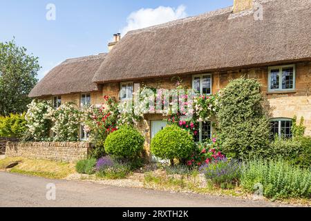 Roses en juin poussant sur un chalet traditionnel typique en pierre de chaume dans le village Cotswold de Taynton, Oxfordshire, Angleterre Banque D'Images