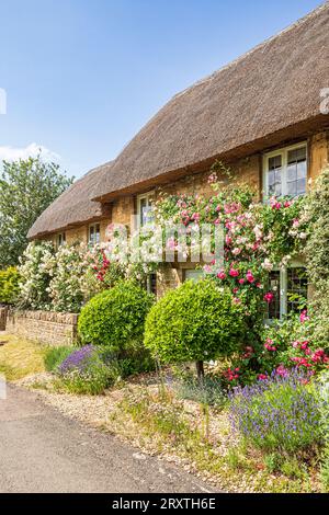 Roses en juin poussant sur un chalet traditionnel typique en pierre de chaume dans le village Cotswold de Taynton, Oxfordshire, Angleterre Banque D'Images