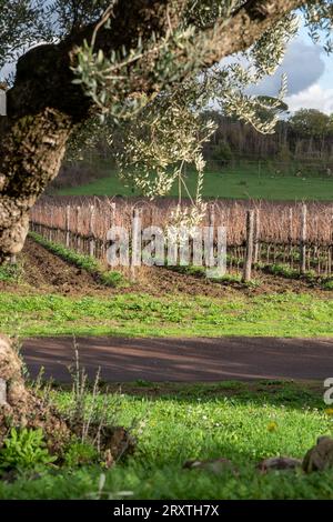 Vignoble de Rome dans la région de Frascati après les pluies de printemps avec des vignes et des oliviers Banque D'Images