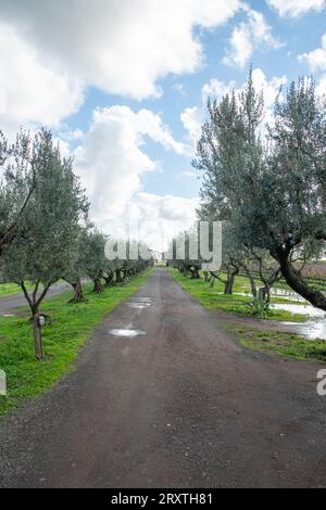 Vignoble de Rome dans la région de Frascati après les pluies de printemps avec des vignes et des oliviers Banque D'Images