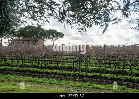 Vignoble de Rome dans la région de Frascati après les pluies de printemps avec des vignes et des oliviers Banque D'Images