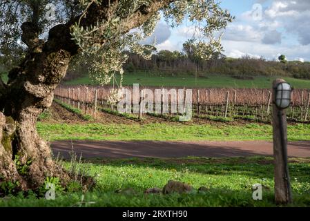 Vignoble de Rome dans la région de Frascati après les pluies de printemps avec des vignes et des oliviers Banque D'Images