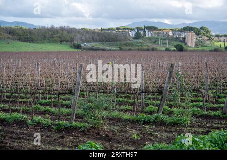 Vignoble de Rome dans la région de Frascati après les pluies de printemps avec des vignes et des oliviers Banque D'Images