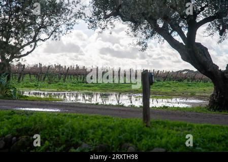 Vignoble de Rome dans la région de Frascati après les pluies de printemps avec des vignes et des oliviers Banque D'Images