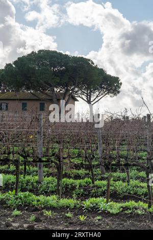 Vignoble de Rome dans la région de Frascati après les pluies de printemps avec des vignes et des oliviers Banque D'Images