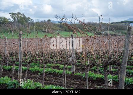 Vignoble de Rome dans la région de Frascati après les pluies de printemps avec des vignes et des oliviers Banque D'Images