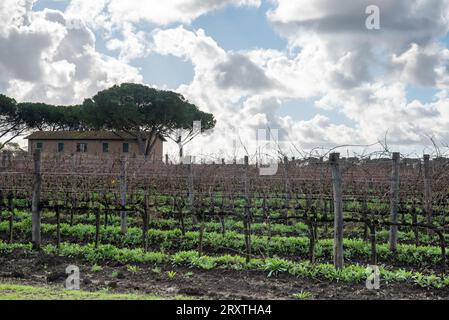 Vignoble de Rome dans la région de Frascati après les pluies de printemps avec des vignes et des oliviers Banque D'Images