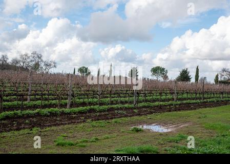 Vignoble de Rome dans la région de Frascati après les pluies de printemps avec des vignes et des oliviers Banque D'Images