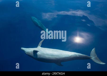 Un groupe de grands dauphins Indo-Pacifique (Tursiops aduncus), au large de l'île Bangka, au large de la pointe nord-est de Sulawesi, Indonésie, Asie du Sud-est, Asie Banque D'Images