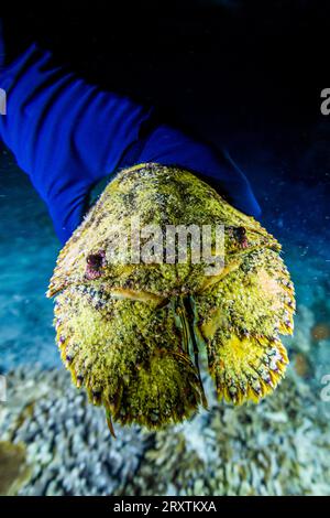 Un homard adulte sculpté (Parribacus antarcticus), rencontré lors d'une plongée de nuit sur le récif Arborek, Raja Ampat, Indonésie, Asie du Sud-est, Asie Banque D'Images