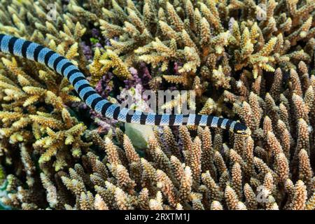 Un krait de mer bagué adulte (Laticauda colubrina), au large de l'île Bangka, au large de la pointe nord-est de Sulawesi, Indonésie, Asie du Sud-est, Asie Banque D'Images