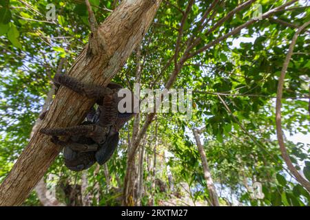 Un crabe de cocotier adulte (Birgus latro), sur terre sur l'île de Gam, Raja Ampat, Indonésie, Asie du Sud-est, Asie Banque D'Images