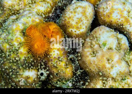 Vers des arbres de Noël (Spirobranchus giganteus), dans les récifs peu profonds au large de l'île Bangka, Indonésie, Asie du Sud-est, Asie Banque D'Images