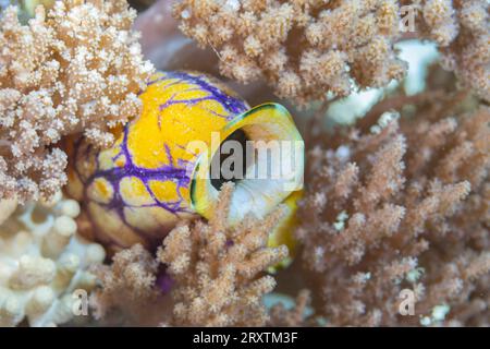 Une calotte de mer dorée (polycarpa aurata), sur le récif au large de l'île Bangka, au large de la pointe nord-est de Sulawesi, Indonésie, Asie du Sud-est, Asie Banque D'Images