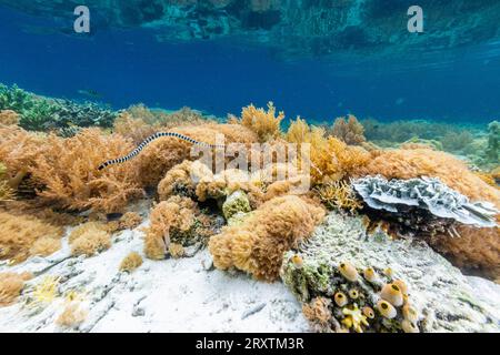 Un krait de mer bagué adulte (Laticauda colubrina), au large de l'île Bangka, au large de la pointe nord-est de Sulawesi, Indonésie, Asie du Sud-est, Asie Banque D'Images