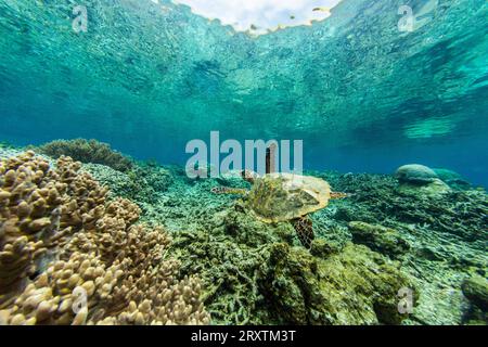 Une tortue adulte (Eretmochelys imbricata), sur le récif du village de Sauwaderek, Raja Ampat, Indonésie, Asie du Sud-est, Asie Banque D'Images