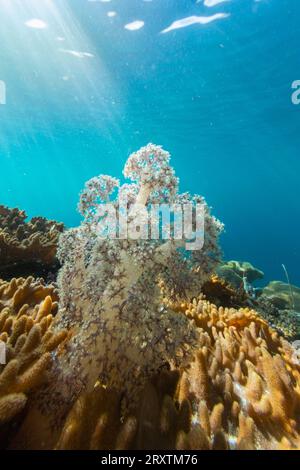 Gros plan de polypes coralliens, le récif domestique à Freewin Wall, Raja Ampat, Indonésie, Asie du Sud-est, Asie Banque D'Images