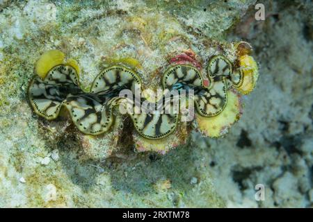 Palourdes géantes Tridacna, genre Tridacna, dans les récifs peu profonds au large de Port Airboret, Raja Ampat, Indonésie, Asie du Sud-est, Asie Banque D'Images