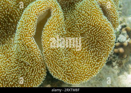 Gros plan des polypes coralliens, le récif domestique à Murex Bangka, île Bangka, près de Manado Sulawesi, Indonésie, Asie du Sud-est, Asie Banque D'Images