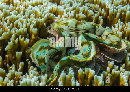 Palourdes géantes Tridacna, genre Tridacna, dans les récifs peu profonds au large de Port Airboret, Raja Ampat, Indonésie, Asie du Sud-est, Asie Banque D'Images