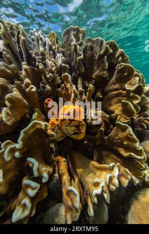 Une calotte de mer dorée (polycarpa aurata), sur le récif au large de l'île Bangka, au large de la pointe nord-est de Sulawesi, Indonésie, Asie du Sud-est, Asie Banque D'Images