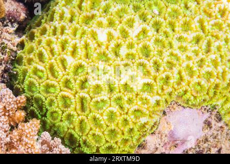 Gros plan des polypes coralliens, le récif domestique à Murex Bangka, île Bangka, près de Manado Sulawesi, Indonésie, Asie du Sud-est, Asie Banque D'Images