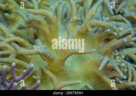 Gros plan de polypes coralliens, le récif domestique à Kawe Island, Raja Ampat, Indonésie, Asie du Sud-est, Asie Banque D'Images