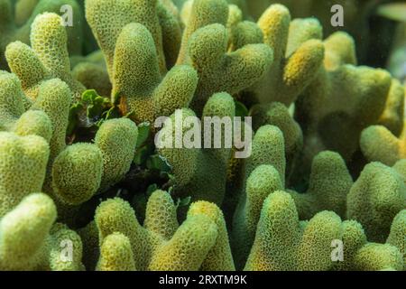 Gros plan des polypes coralliens, le récif domestique à Murex Bangka, île Bangka, près de Manado Sulawesi, Indonésie, Asie du Sud-est, Asie Banque D'Images