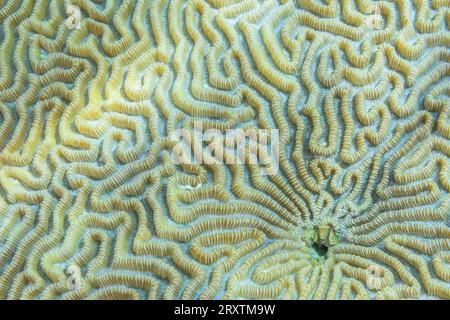 Gros plan de polypes coralliens, le récif domestique à Kawe Island, Raja Ampat, Indonésie, Asie du Sud-est, Asie Banque D'Images