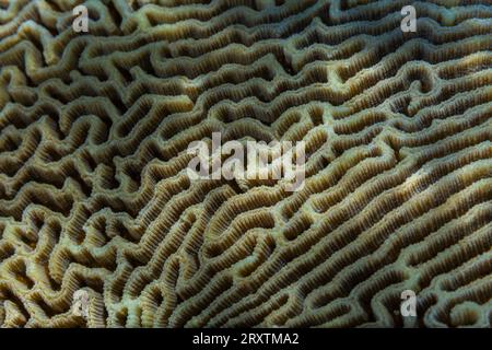 Gros plan des polypes coralliens, le récif domestique à Murex Bangka, île Bangka, près de Manado Sulawesi, Indonésie, Asie du Sud-est, Asie Banque D'Images