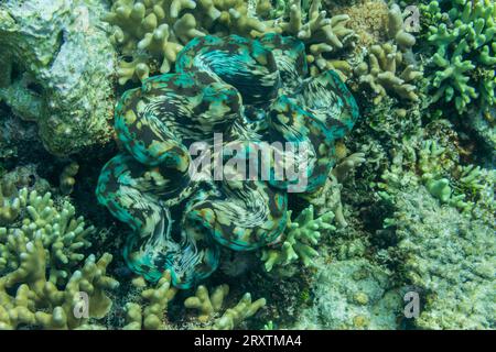 Palourdes géantes Tridacna, genre Tridacna, dans les récifs peu profonds au large des îles de l'Équateur, Raja Ampat, Indonésie, Asie du Sud-est, Asie Banque D'Images