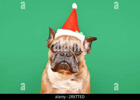 Chien Bulldog français habillé avec un petit chapeau rouge de costume de Noël de Père Noël devant le fond vert Banque D'Images