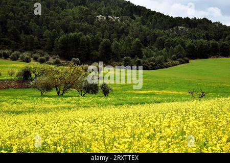 Prairie tranquille avec forêt de pins et fleurs jaunes Banque D'Images