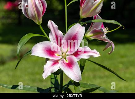 Nénuphar blanc et rouge dans le jardin d'été. Gros plan de fleurs de nénuphars. Banque D'Images