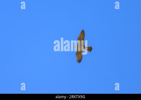 Un Hobby eurasien volant un ciel bleu en été, dans le nord de la France Banque D'Images