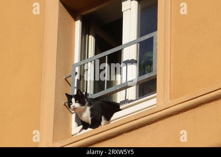 Eine Katze blickt am Dienstag 26.09.2023 in der Bergringstadt Teterow Landkreis Rostock in luftiger Höhe aus einem Fenster und beobachtet dabei intensiv die Umwelt. Ein alter Aberglaube besagt, dass Katzen mehrere Leben haben. OB das stimmt ist noch nicht wissenschaftlich erweisen. Fest steht jedoch, wenn ein Stubentiger aus großer Höhe springt sorgt die Anatomie des tieres dafür, dass die Katze in der Regel sicher landet. *** Un chat regarde le mardi 26 09 2023 dans le quartier Bergringstadt Teterow Rostock dans de hautes hauteurs d'une fenêtre et observe intensément l'environnement d'une vieille superstiti Banque D'Images