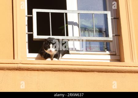 Eine Katze blickt am Dienstag 26.09.2023 in der Bergringstadt Teterow Landkreis Rostock in luftiger Höhe aus einem Fenster und beobachtet dabei intensiv die Umwelt. Ein alter Aberglaube besagt, dass Katzen mehrere Leben haben. OB das stimmt ist noch nicht wissenschaftlich erweisen. Fest steht jedoch, wenn ein Stubentiger aus großer Höhe springt sorgt die Anatomie des tieres dafür, dass die Katze in der Regel sicher landet. *** Un chat regarde le mardi 26 09 2023 dans le quartier Bergringstadt Teterow Rostock dans de hautes hauteurs d'une fenêtre et observe intensément l'environnement d'une vieille superstiti Banque D'Images