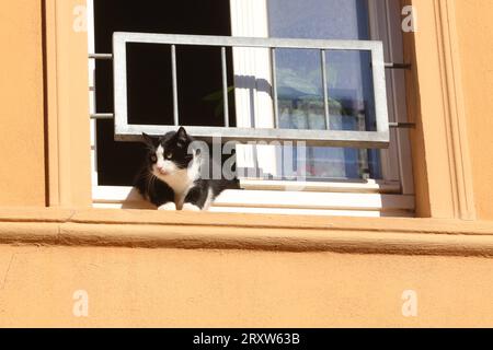 Eine Katze blickt am Dienstag 26.09.2023 in der Bergringstadt Teterow Landkreis Rostock in luftiger Höhe aus einem Fenster und beobachtet dabei intensiv die Umwelt. Ein alter Aberglaube besagt, dass Katzen mehrere Leben haben. OB das stimmt ist noch nicht wissenschaftlich erweisen. Fest steht jedoch, wenn ein Stubentiger aus großer Höhe springt sorgt die Anatomie des tieres dafür, dass die Katze in der Regel sicher landet. *** Un chat regarde le mardi 26 09 2023 dans le quartier Bergringstadt Teterow Rostock dans de hautes hauteurs d'une fenêtre et observe intensément l'environnement d'une vieille superstiti Banque D'Images