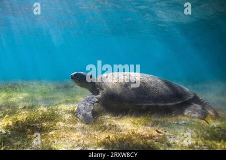 Une grande tortue de mer verte sous l'eau sur le lit d'herbe de mer regardant vers le haut avec des rayons lumineux qui brillent à travers l'eau peu profonde Banque D'Images