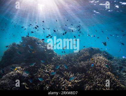 Un récif corallien peu profond avec des poissons tout autour, des silhouettes de snorkelers et des rayons lumineux qui brillent à travers la surface de l'eau Banque D'Images