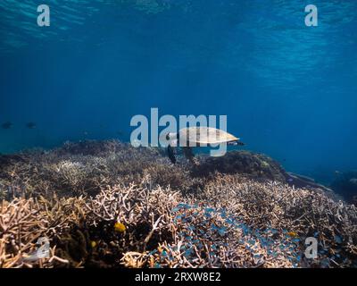 Hawksbill Sea Turtle glisse sous l'eau sur le récif de corail dans l'eau tropicale peu profonde Banque D'Images
